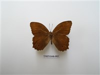 藏品(褐翅蔭眼蝶)的圖片